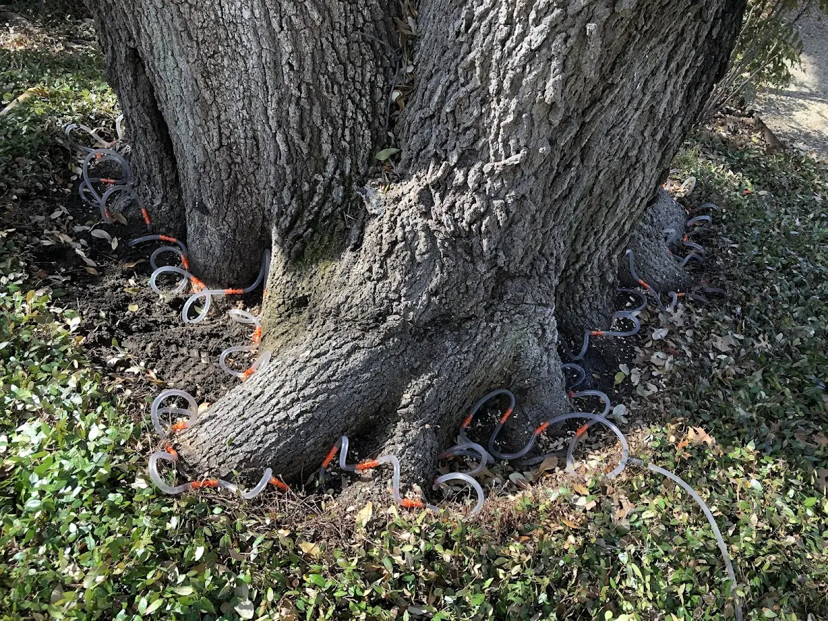 Detailed Tree Cabling and Bracing job site in Westbrook
